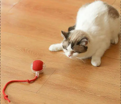 Cat Toys (One Piece)